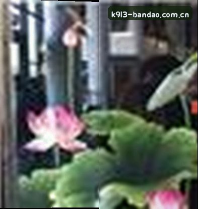孙丽